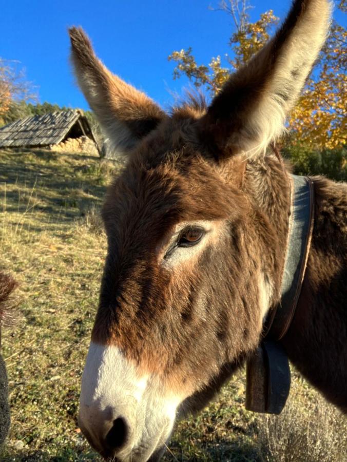 Gite Le Pelens Saint-Martin-dʼEntraunes Eksteriør billede